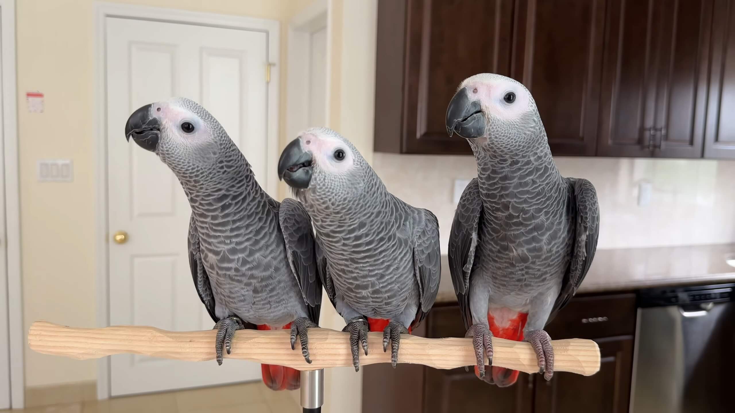 African Grey Parrots