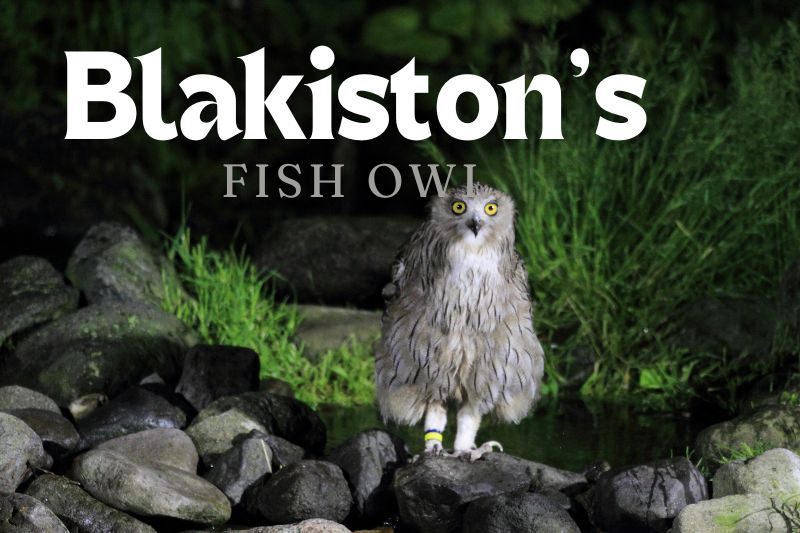 Blakiston's Fish Owl (Bubo blakistoni)