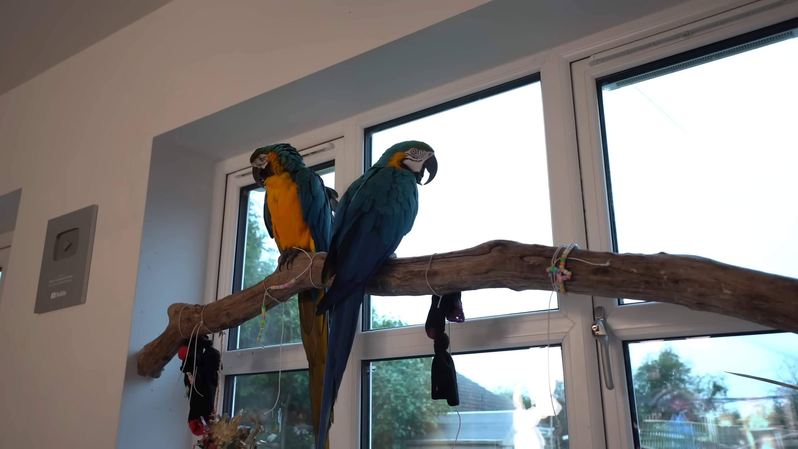 Blue and Yellow Macaw