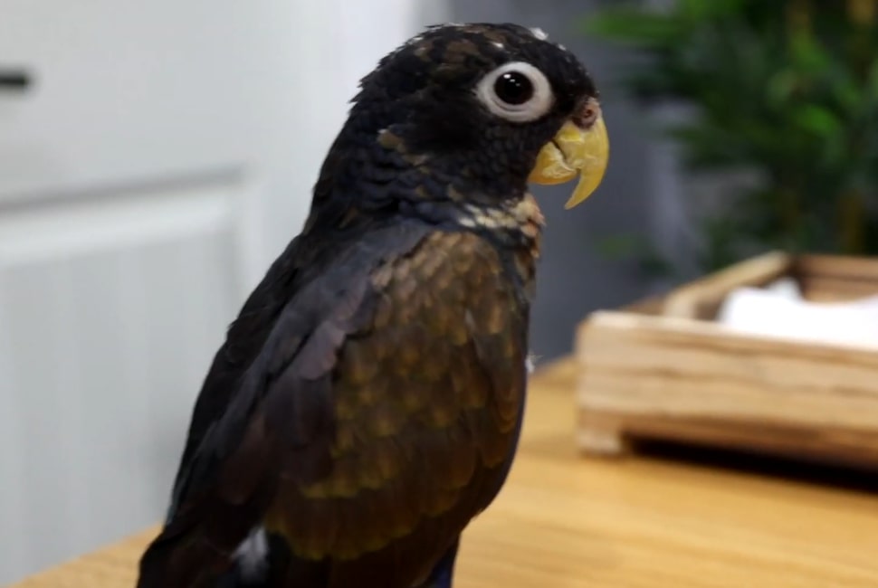 Bronze Winged Parrot