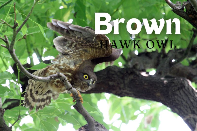 Brown Hawk Owl (Ninox scutulata)