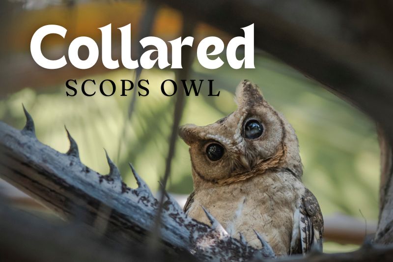 Collared Scops Owl (Otus bakkamoena)