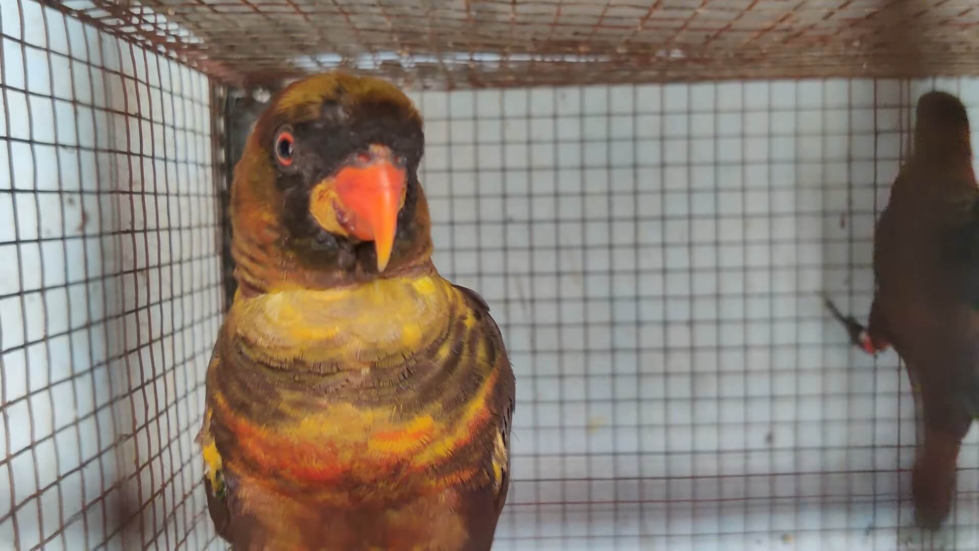 Dusky Lory