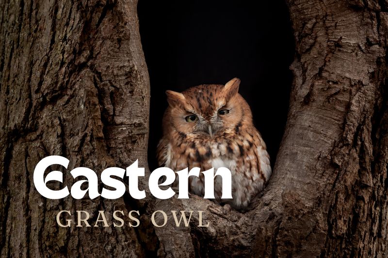 Eastern Grass Owl (Tyto longimembris)