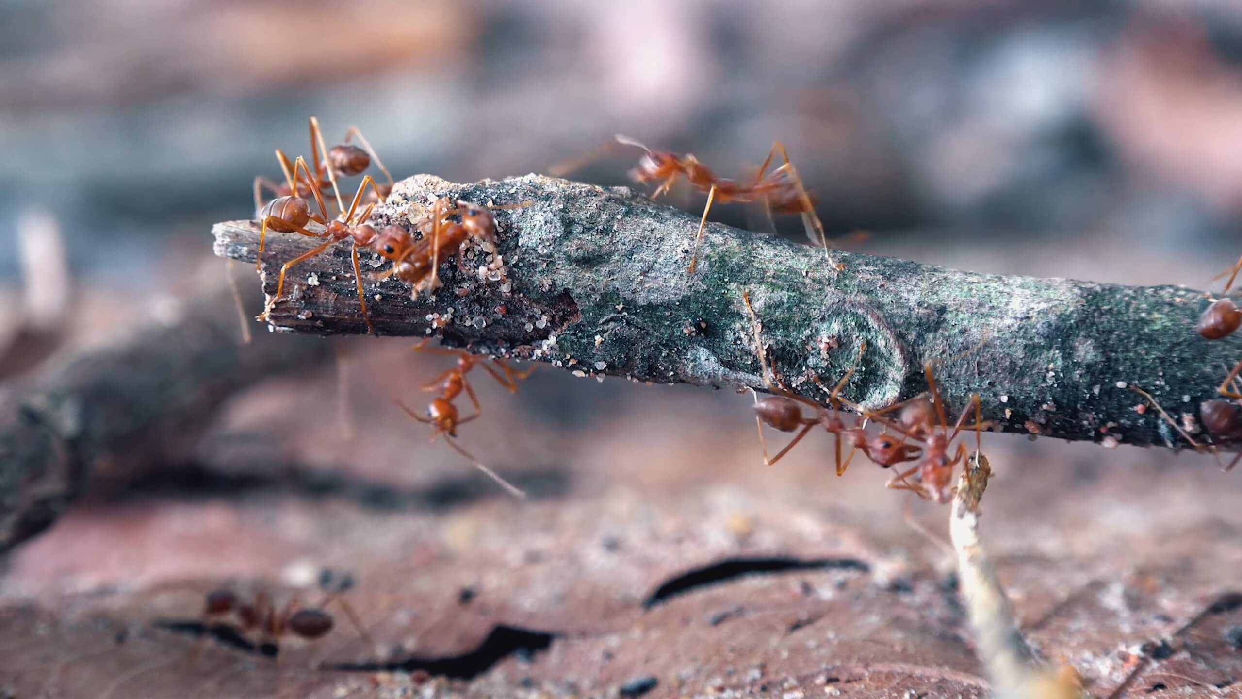 Erratic Ant Trails