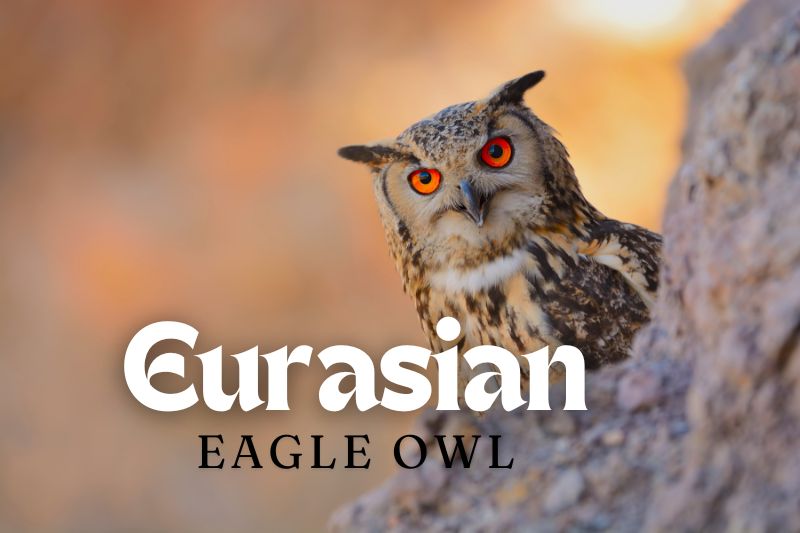 Eurasian Eagle-Owl (Bubo bubo)