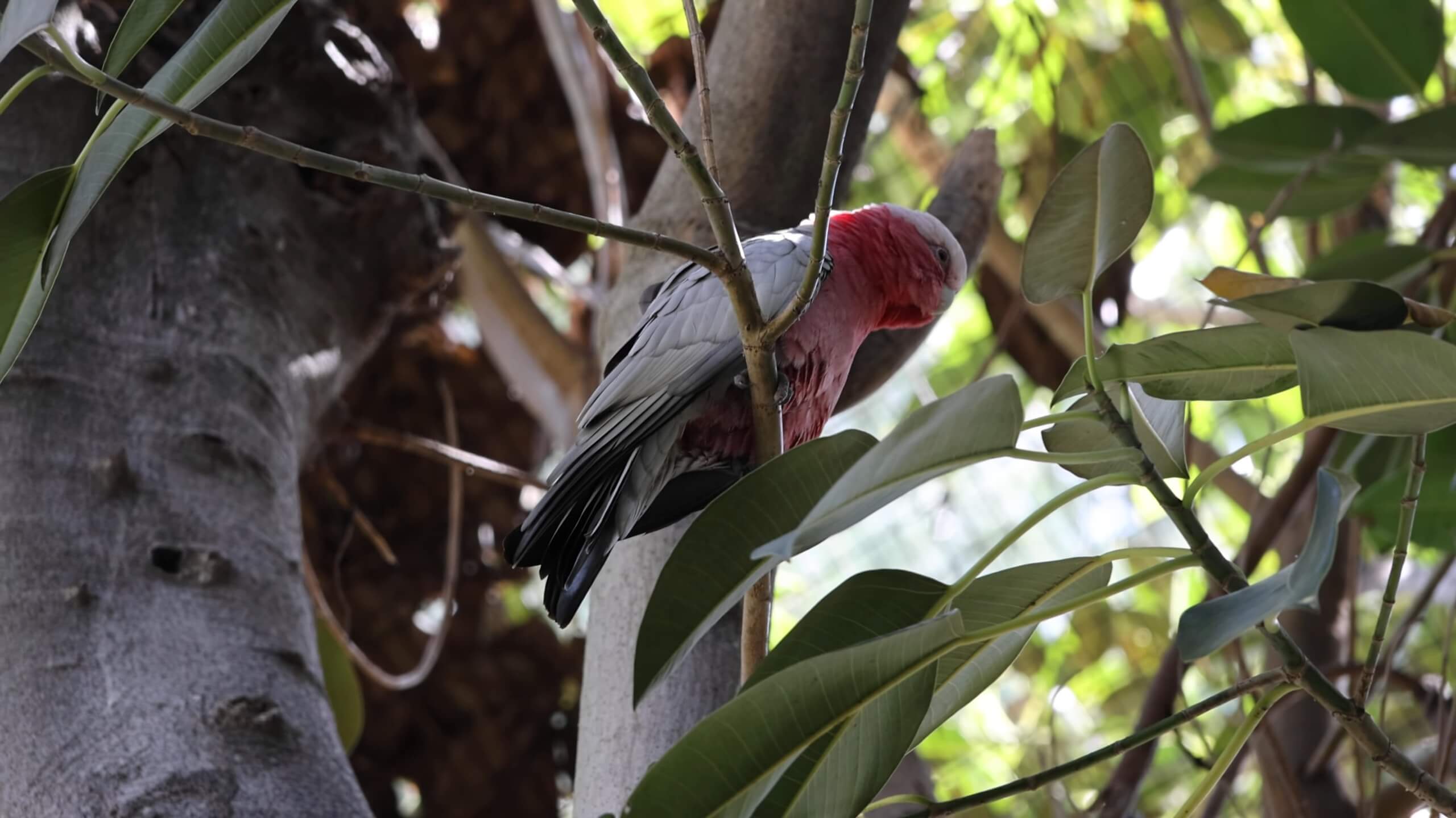 Galah (Rose-Breasted) Cockatoo