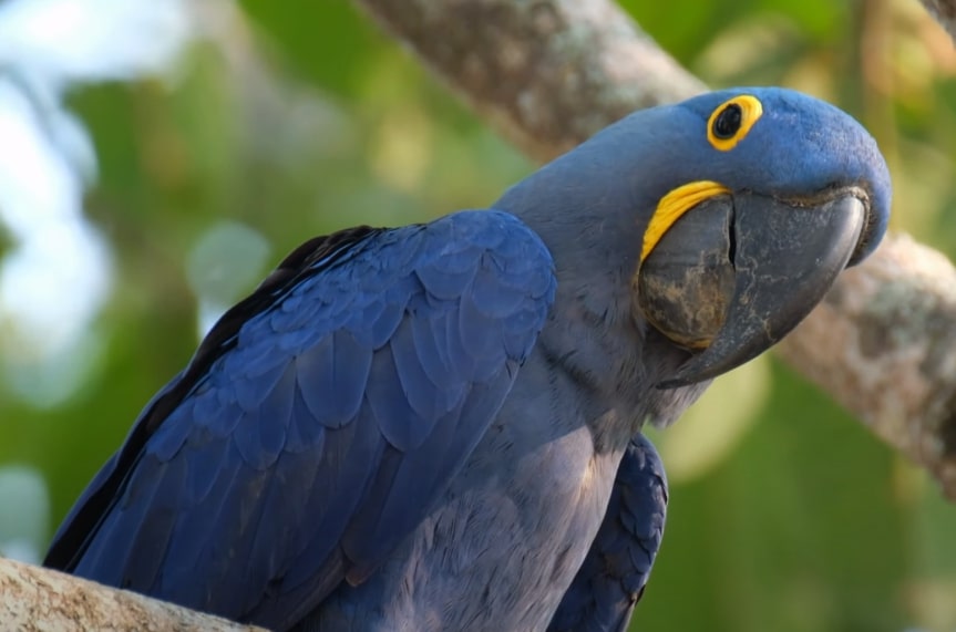 Hyacinth Macaw