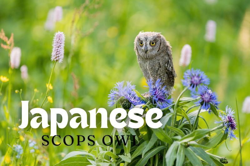 Japanese Scops Owl (Otus semitorques)