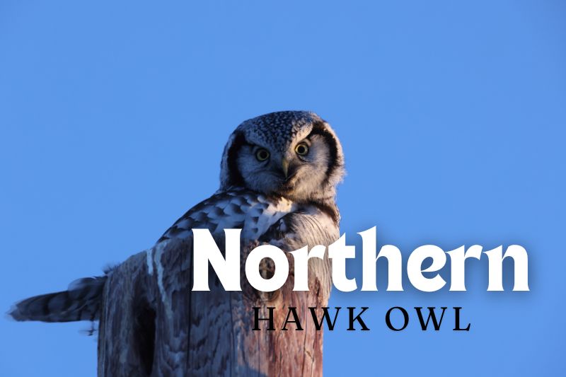 Northern Hawk Owl (Surnia ulula)