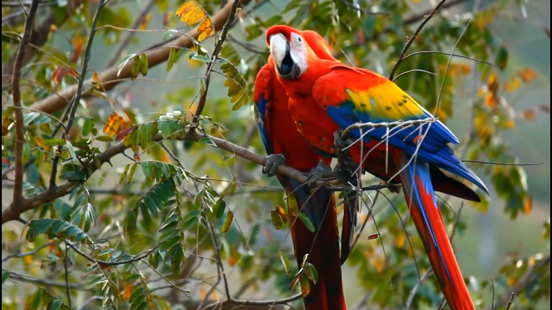 Scarlet Macaws