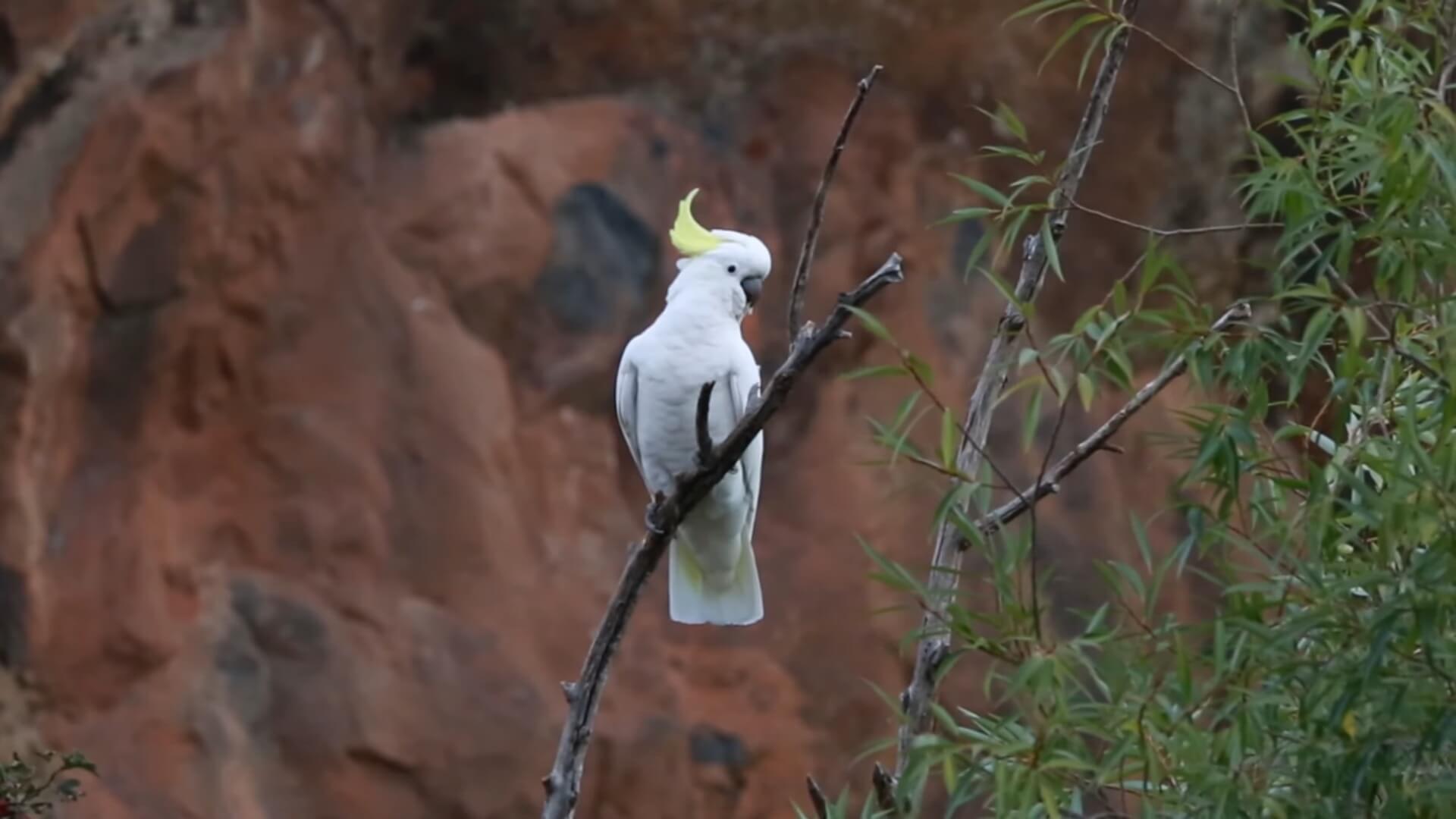 Sulphur Crested Cockatoo