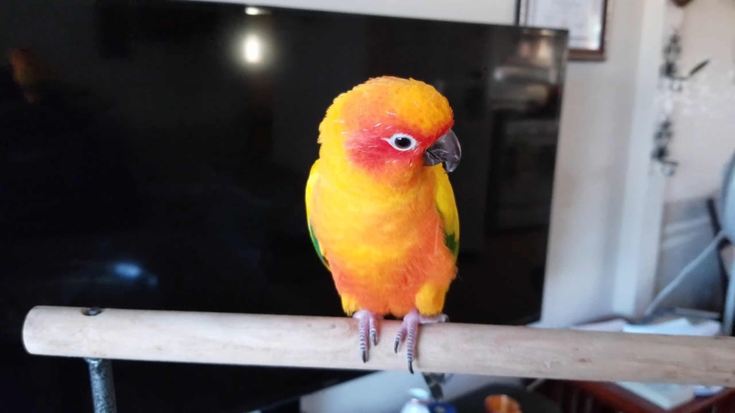 Sun Parakeet