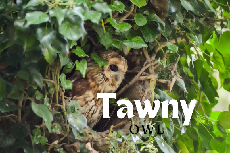 Tawny Owl (Strix aluco)