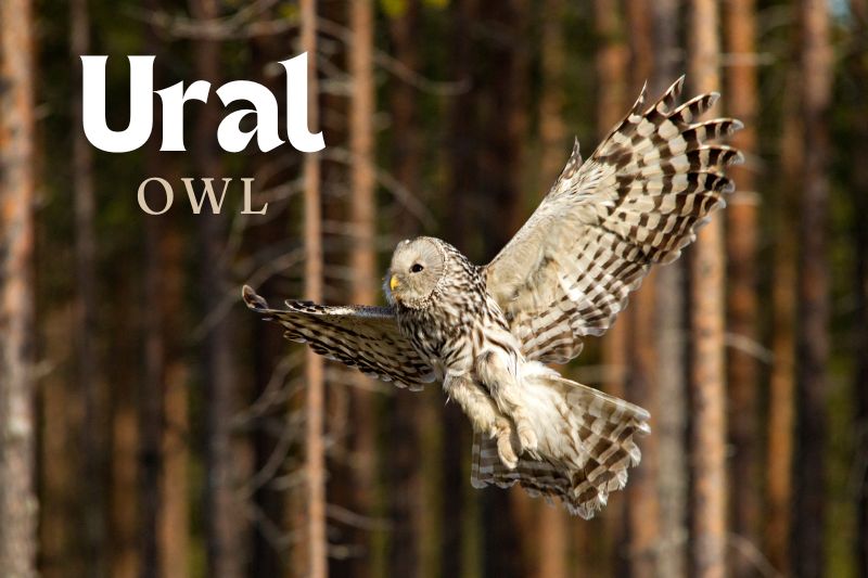 Ural Owl (Strix uralensis)