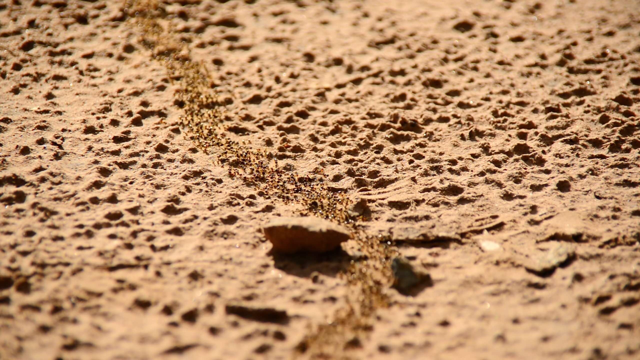 Yellow crazy ants Nests