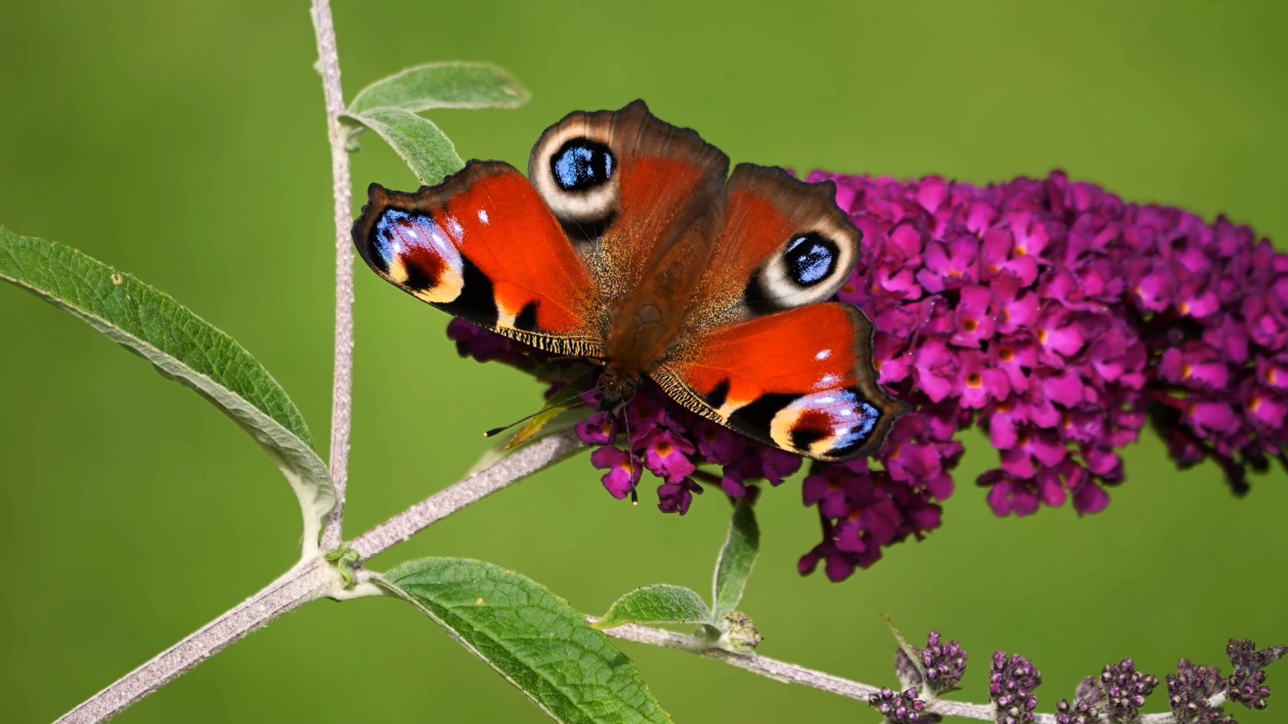 Aglais io - Peacock Butterfly