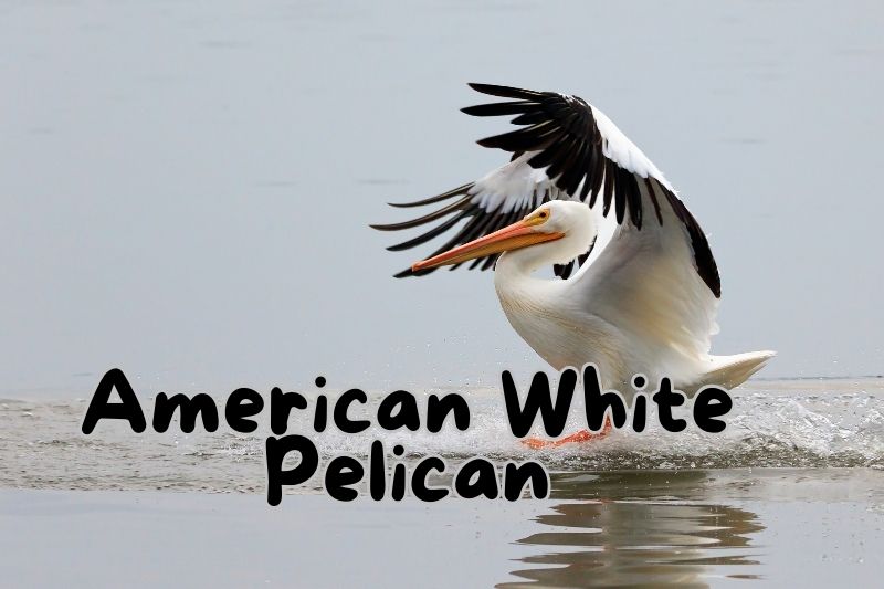 American White Pelican (Pelecanus erythrorhynchos)