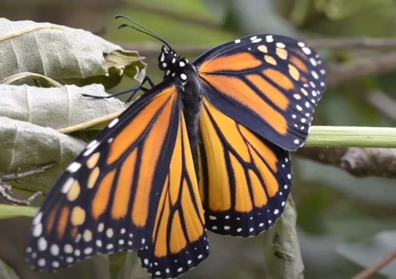 Apperance of Monarch Butterfly