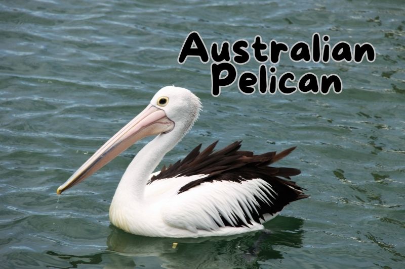 Australian Pelican (Pelecanus conspicillatus)