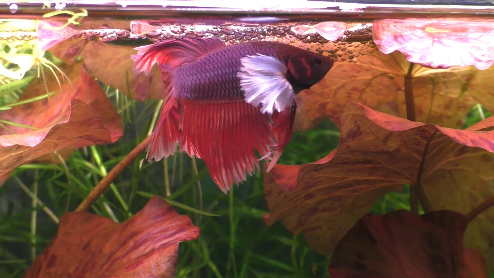 Betta Fish Blowing Bubbles