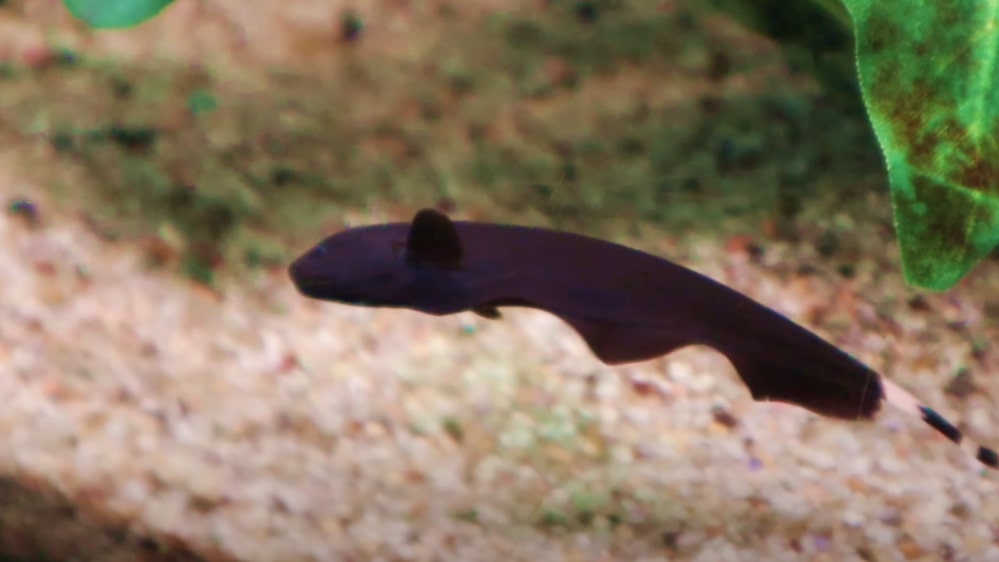 A picture of a Black Ghost Knifefish in an aquarium