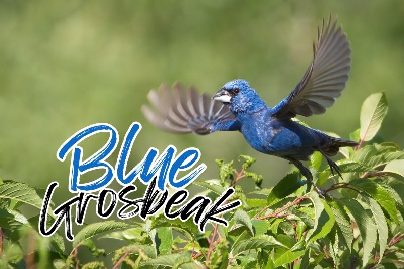 Blue Grosbeak (Passerina caerulea)