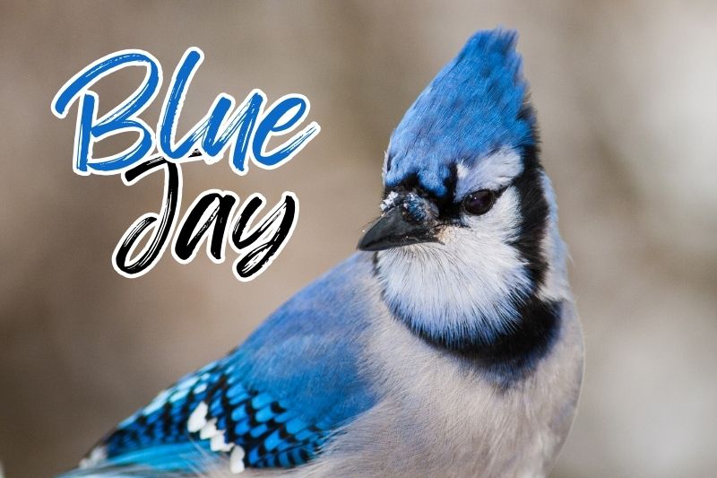 Blue Jay (Cyanocitta cristata)