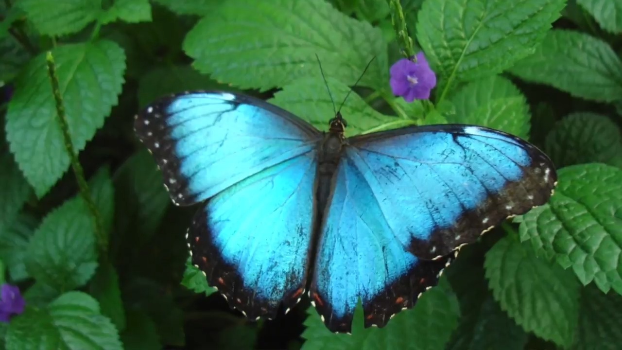 Blue Morpho Butterfly habitat