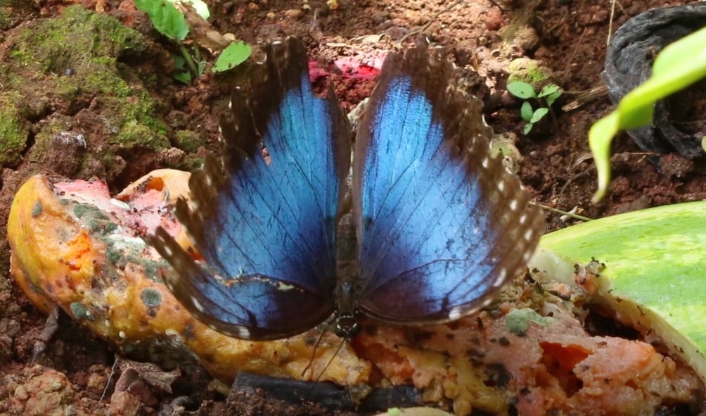 Blue Morpho Butterly Eating Fruit