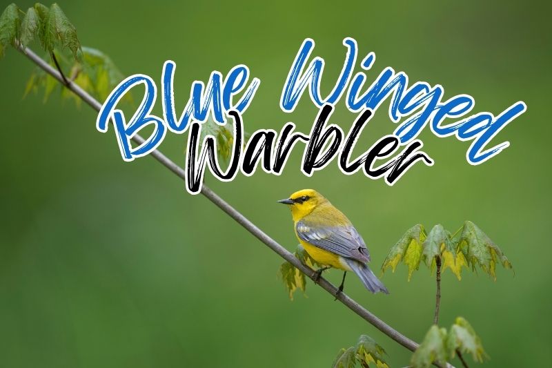 Blue-winged Warbler (Vermivora cyanoptera)