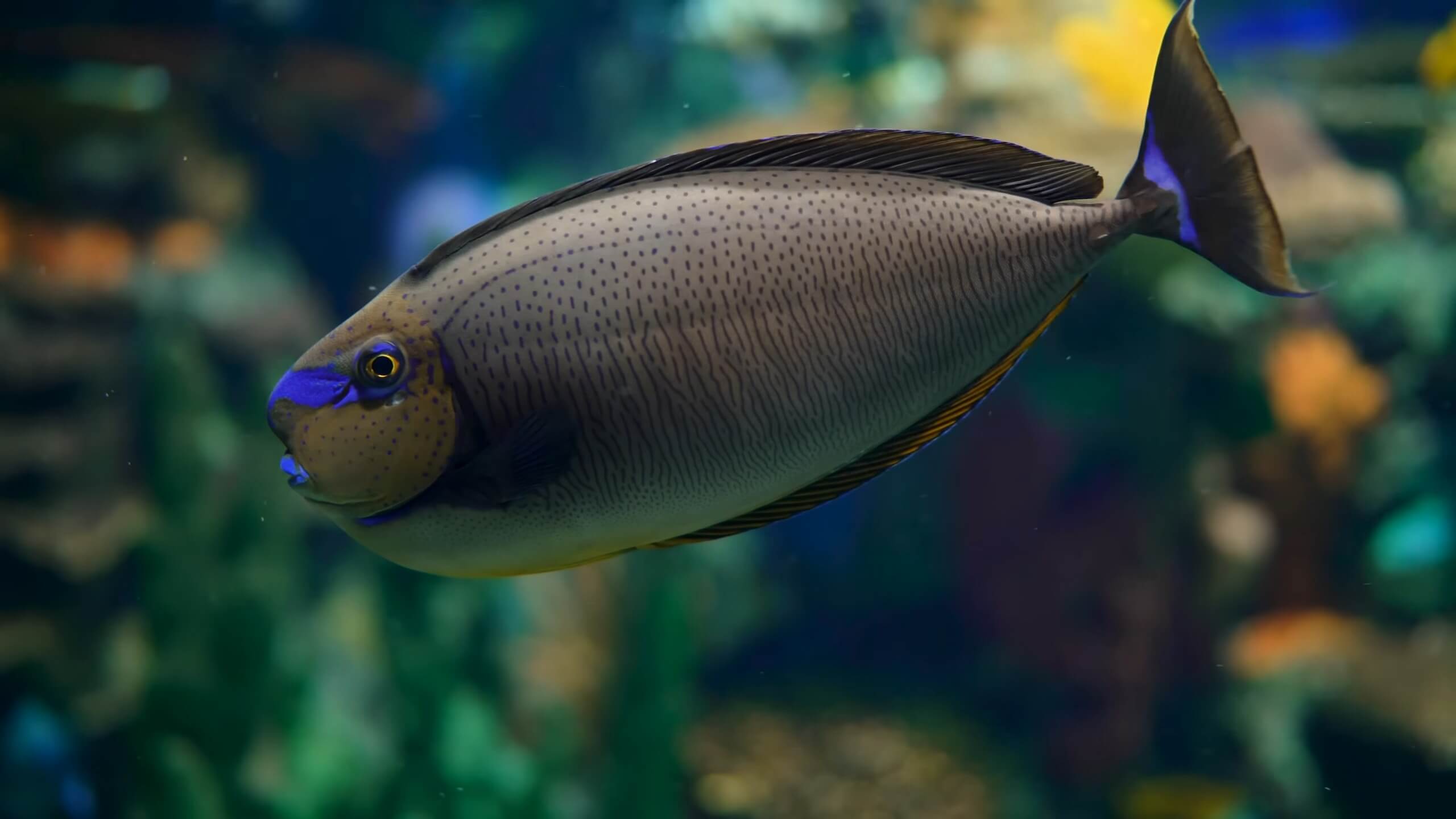 Bluespine Fish in Aquarium