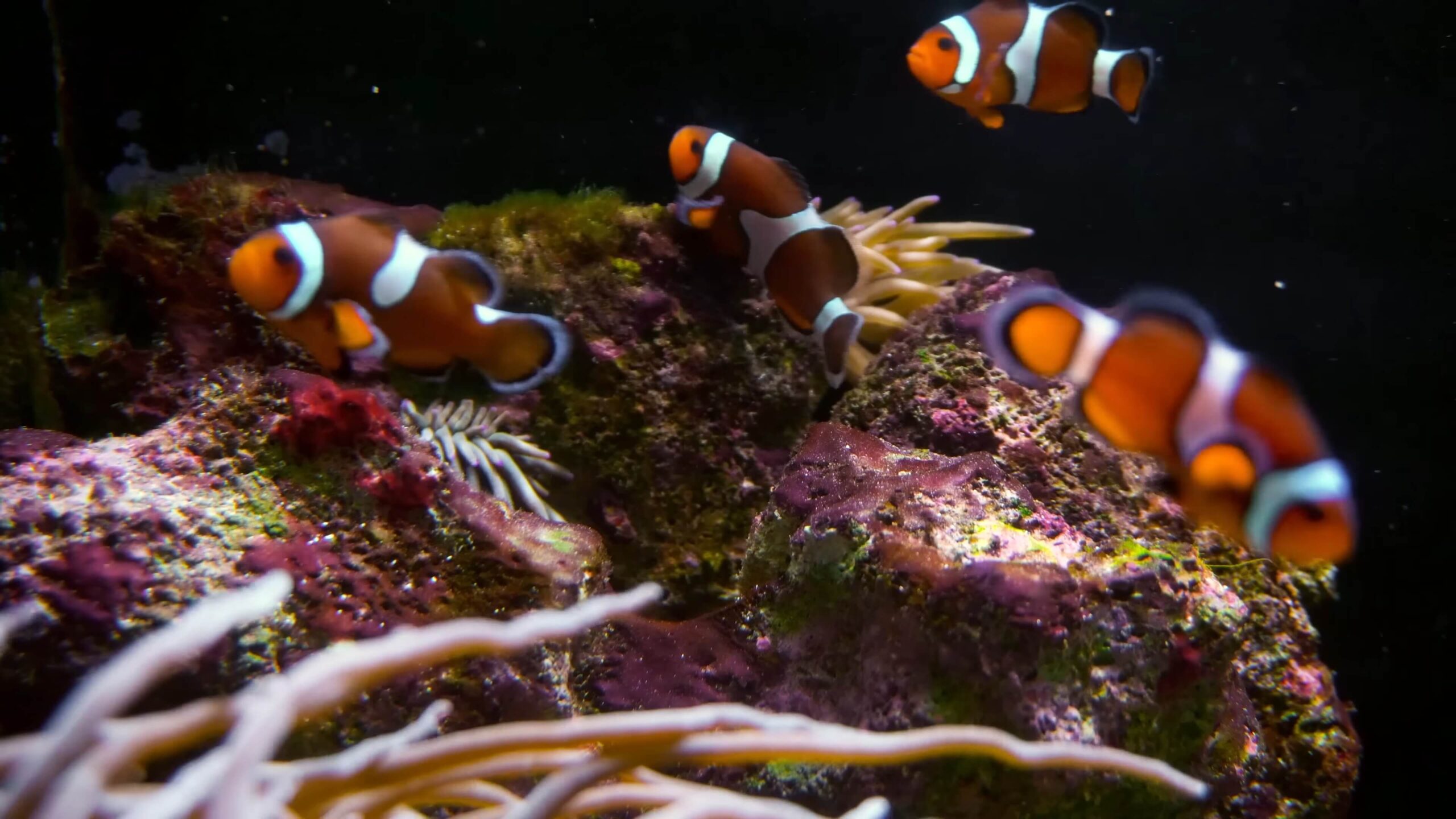 A clownfish or Nemo from the cartoon in a real aquarium