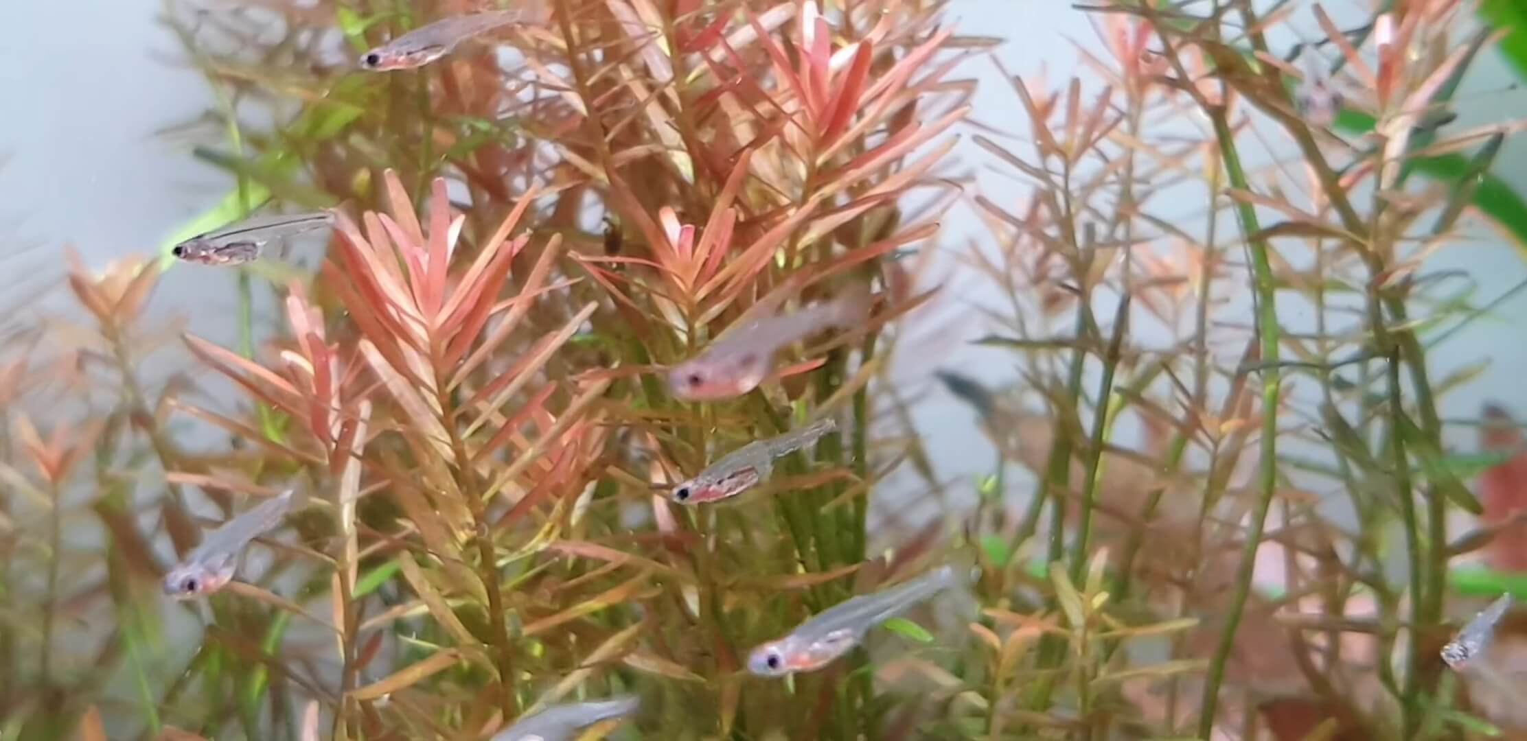 Paedocypris Progenetica in the Aquarium