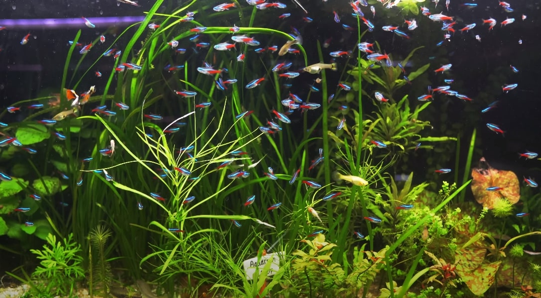 Colorful Fishes