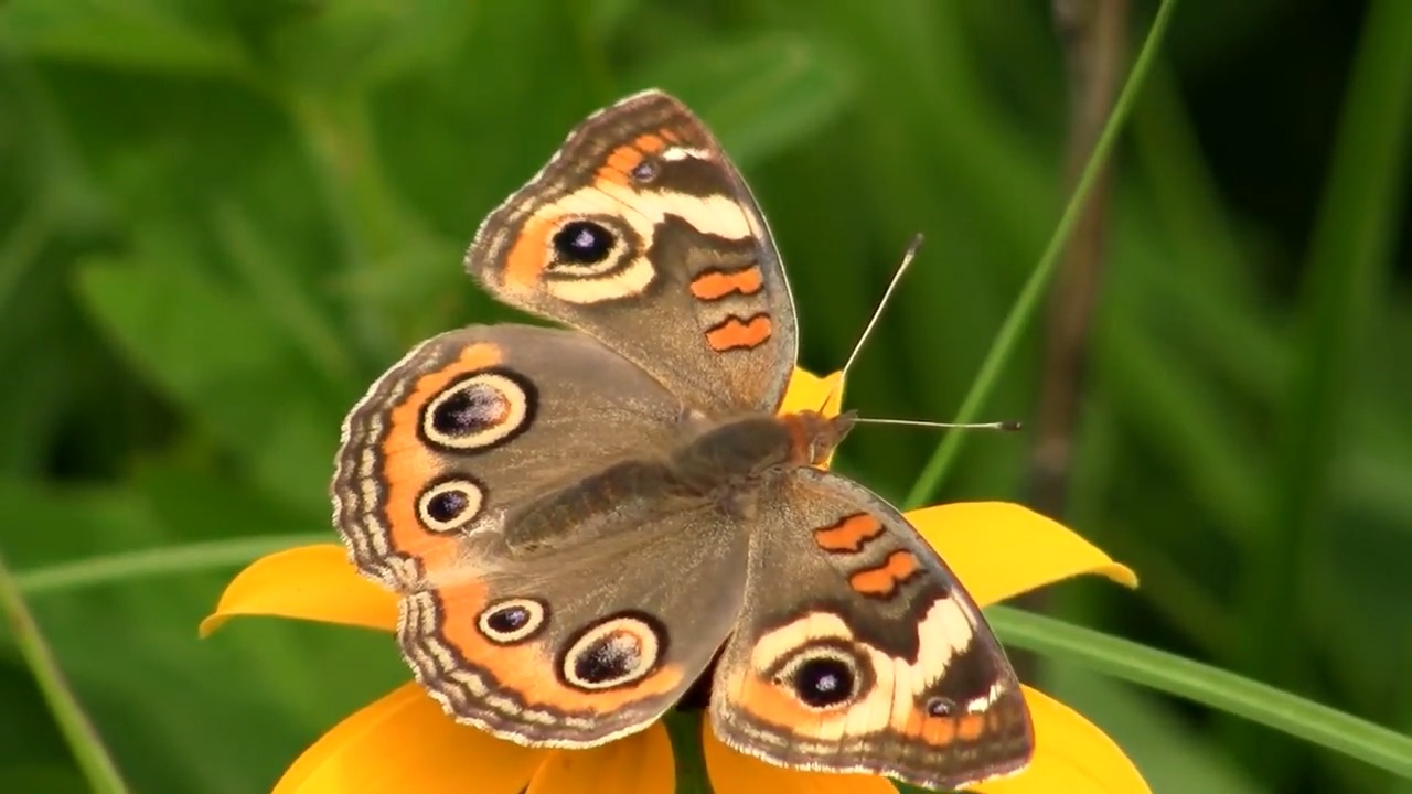 Common Buckeye Butterfly on the Flower