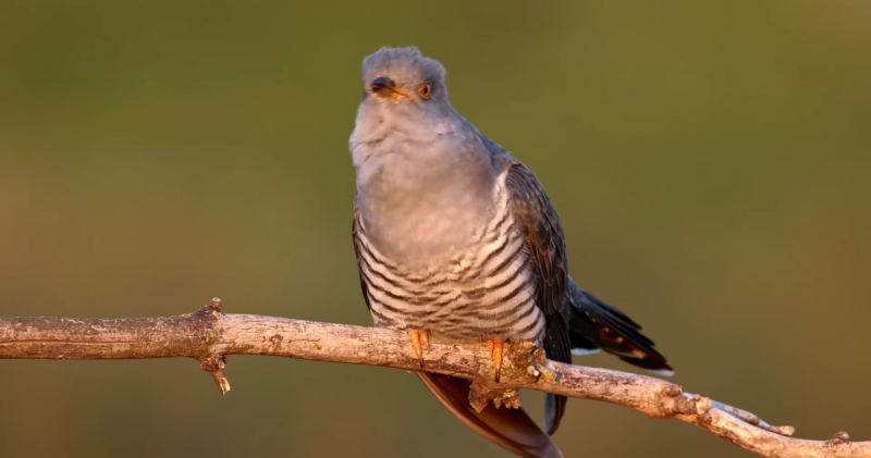 Common cuckoo (Cuculus canorus)