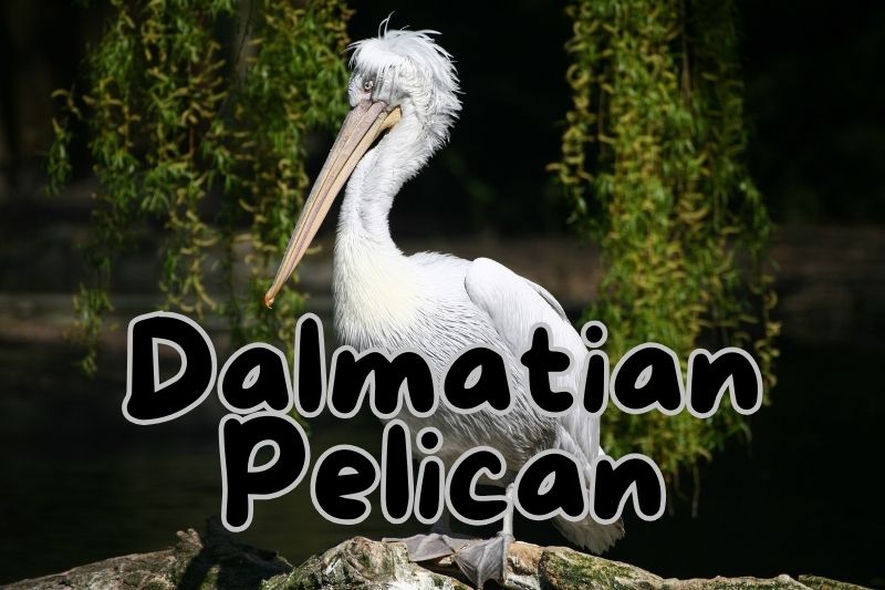 Dalmatian Pelican (Pelecanus crispus)