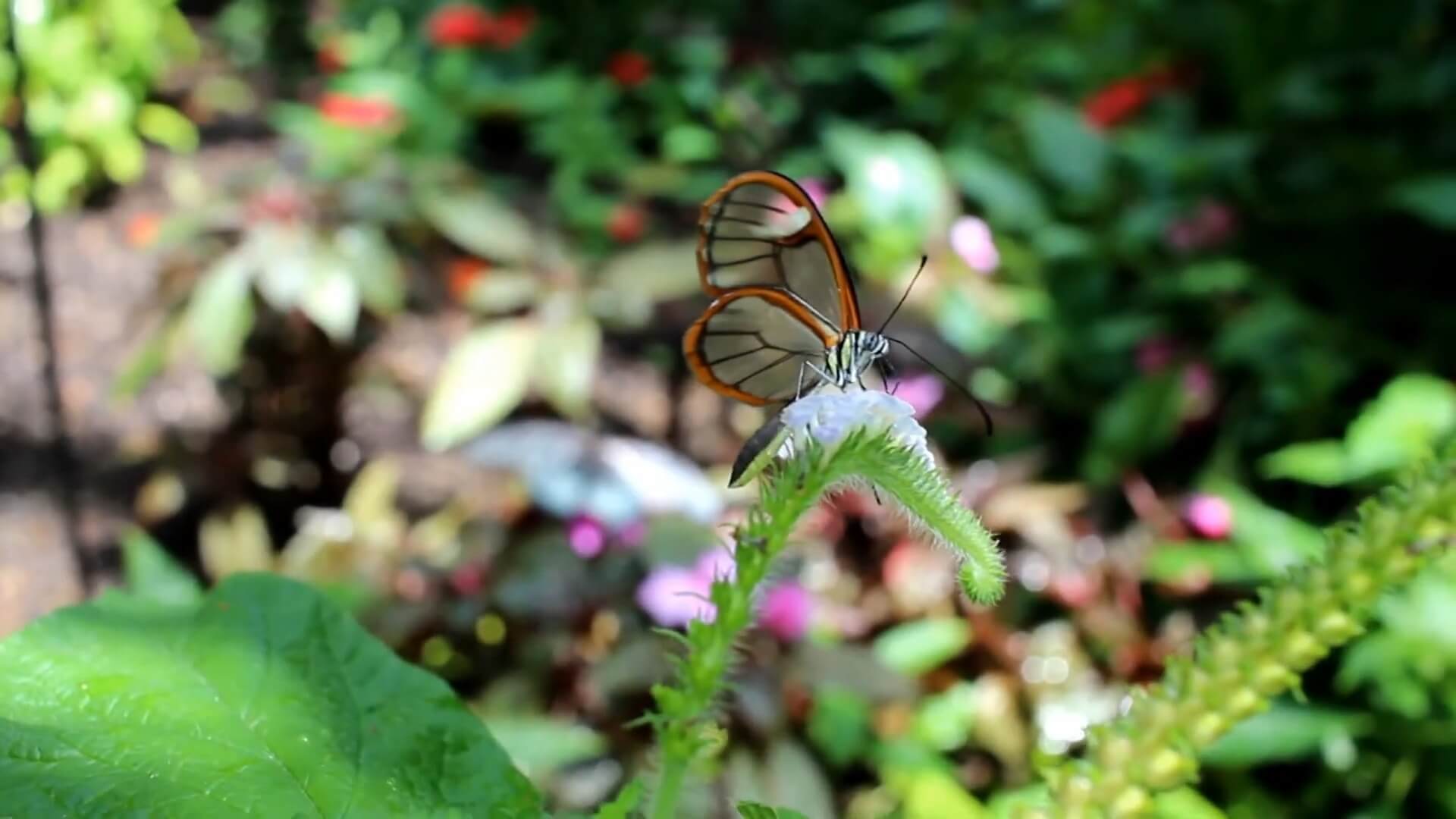 Glasswing Butterfly (Greta oto) Feed on Nectar from Various Flowers