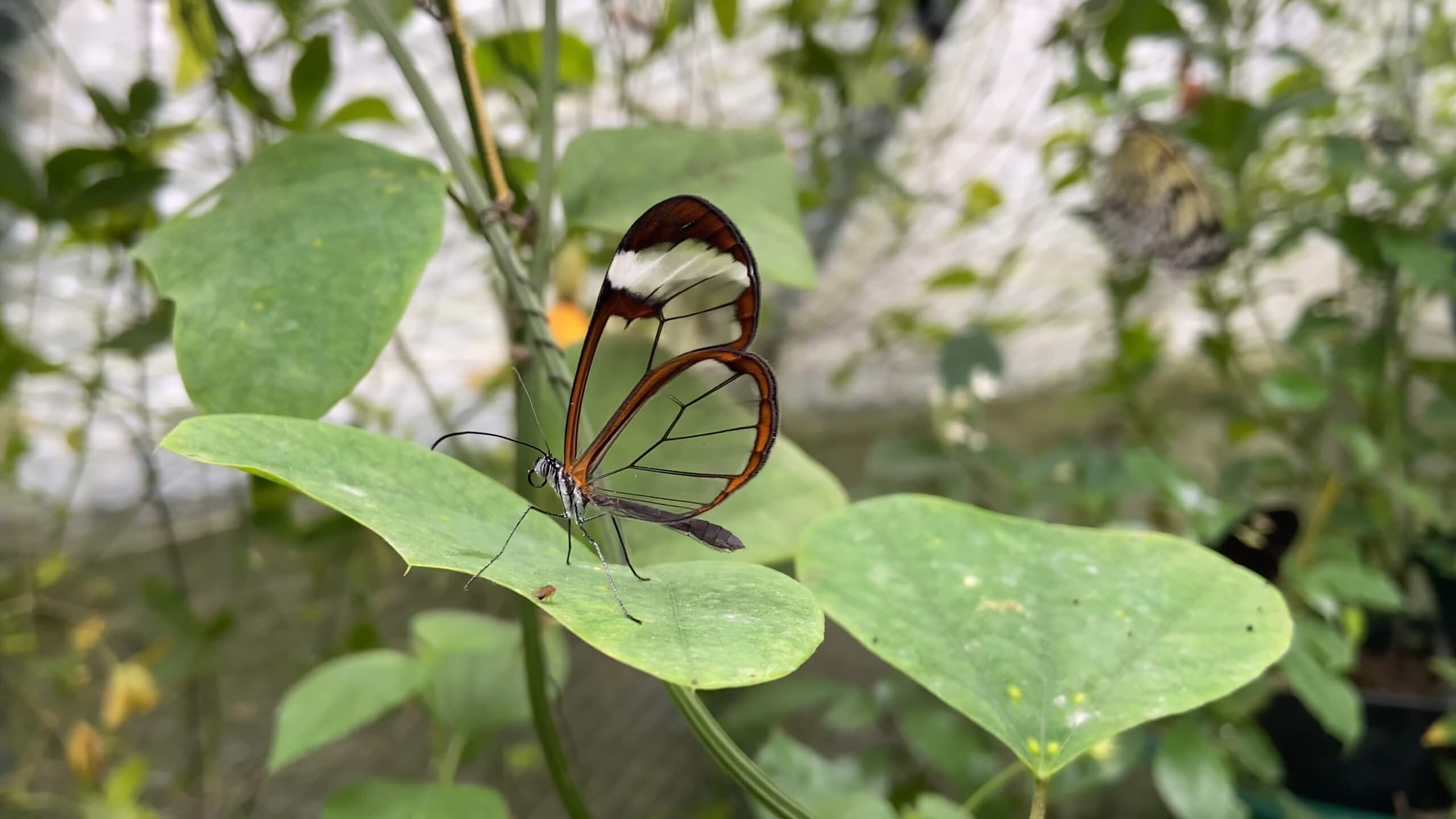 Glasswing Butterfly on the Leaf