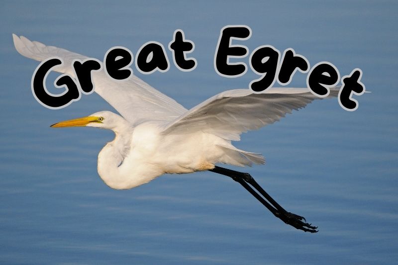 Great Egret (Ardea alba)