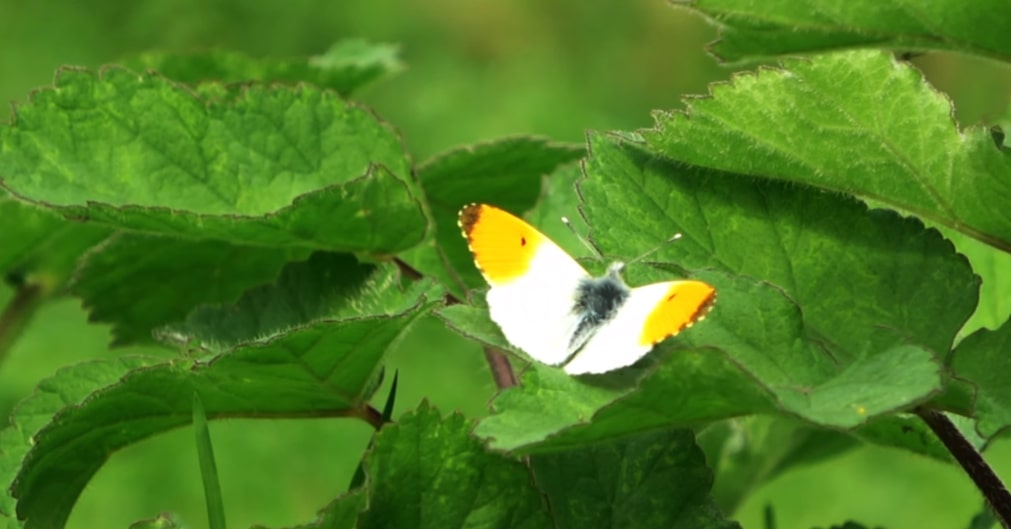 Great Orange Tip Butterfly