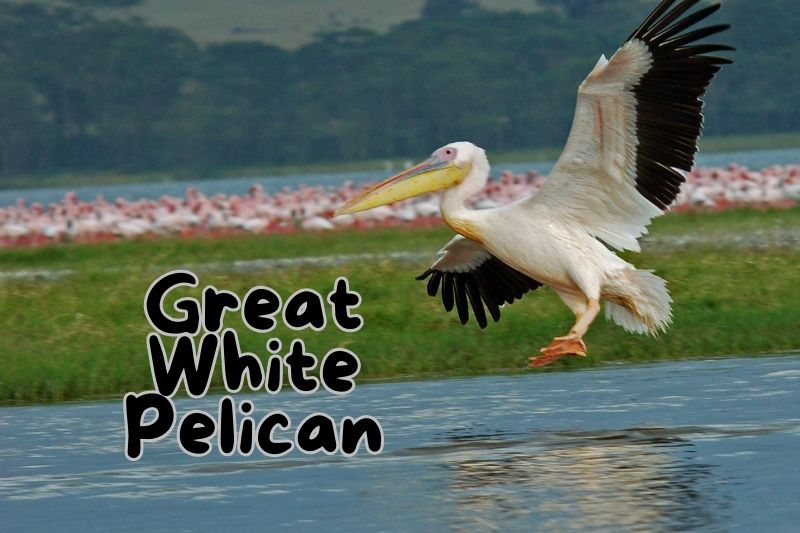 Great White Pelican (Pelecanus onocrotalus)