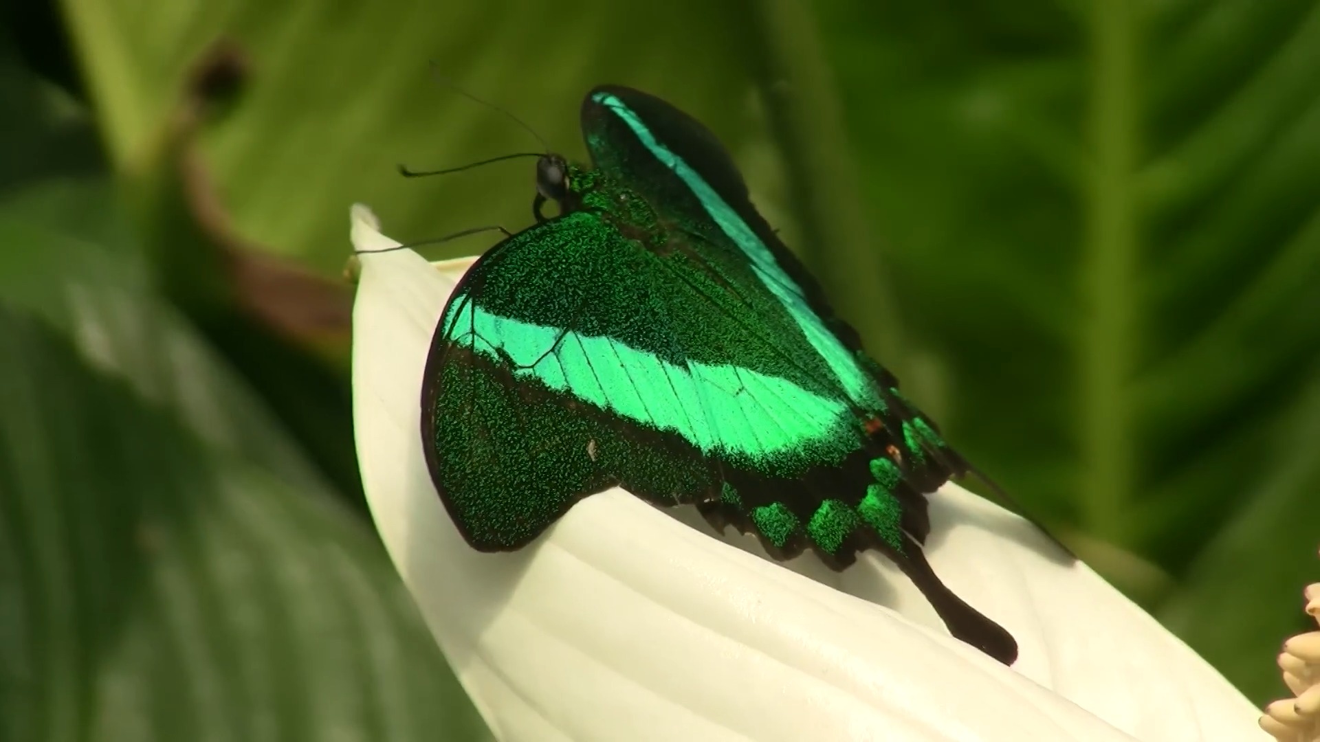 Green-banded Peacock Swallowtail or Emerald Swallowtail