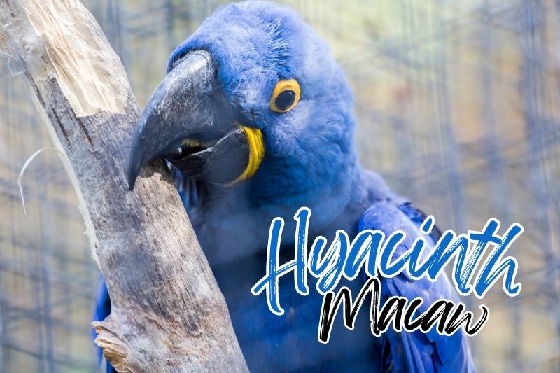 Hyacinth Macaw (Anodorhynchus hyacinthinus)