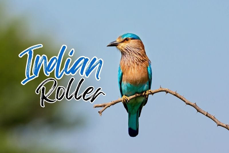 Indian Roller (Coracias benghalensis)