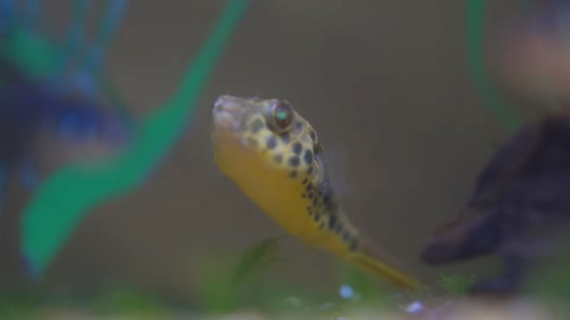 Leopard Fish For Aquarium