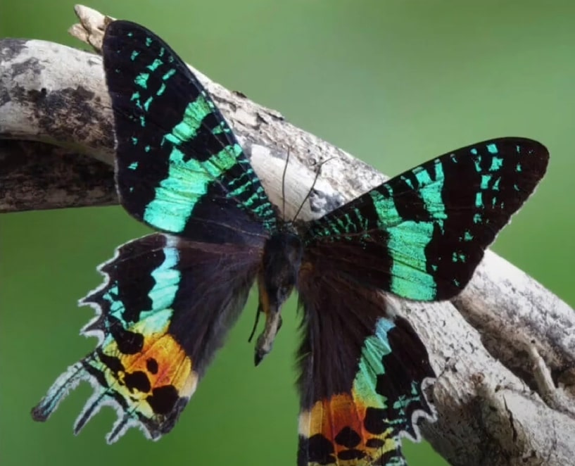 Madagascan Sunset Moth