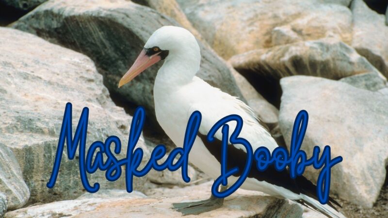 Masked Booby