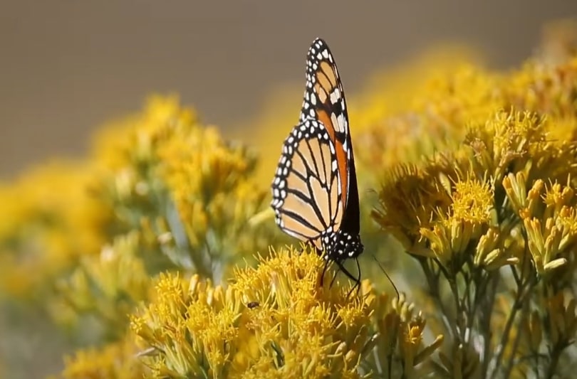 Monarch Butterflies feed on nectar of flowers